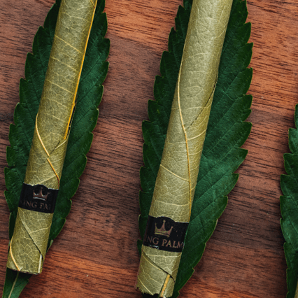 King Palms - munchterm